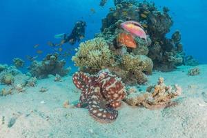 octopus koning van camouflage in de rode zee, eilat israël foto