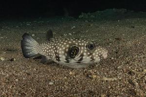 vissen zwemmen in de rode zee, kleurrijke vissen, eilat israel foto