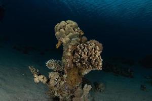 koraalrif en waterplanten in de rode zee, eilat israël foto