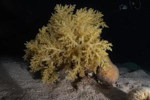 koraalrif en waterplanten in de rode zee, eilat israël foto