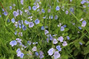 kleine blauwe en paarse bloemen foto