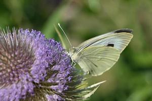 geelachtige vlinder op een paarse bloeiwijze foto