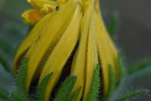 grote knop van een vaste plant met gele bloemblaadjes foto