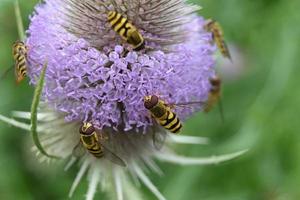 bijen verzamelen honing op een paarse bloeiwijze foto