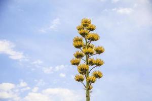 hoge gele agave-eeuwse plant groeit in de woestijn growing foto