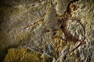 prehistorisch dinosaurusskelet fossiel foto