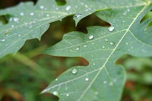 papaja blad met water druppels in de ochtend- foto