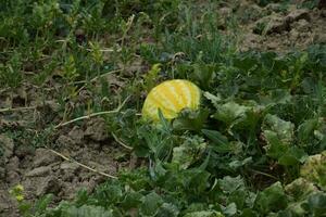 de groeit watermeloen in de veld- foto