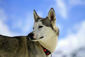 Siberische husky hond portret foto