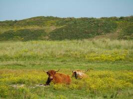 de eiland van langeoog foto