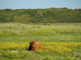 de eiland van langeoog foto