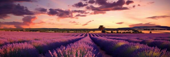 een lavendel veld- Bij zonsondergang foto