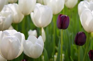 bloemen lentebloem kleurrijke tulpen foto