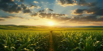 zonsondergang over- een maïs veld- met bergen in de achtergrond. agrarisch landschap ai gegenereerd foto