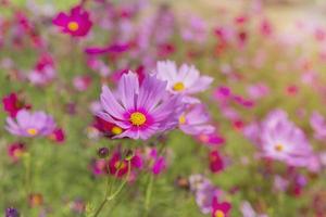 prachtige kosmos bloemen bloeien in de tuin foto