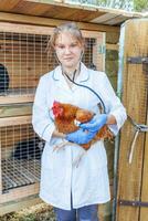 gelukkig jong dierenarts vrouw met stethoscoop Holding en onderzoeken kip Aan boerderij achtergrond. kip in dierenarts handen voor controleren omhoog in natuurlijk eco boerderij. dier zorg en ecologisch landbouw concept. foto