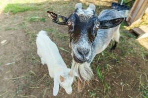 schattige geit ontspannen in ranch boerderij in zomerdag. binnenlandse geiten grazen in de wei en kauwen, landelijke achtergrond. geit in natuurlijke eco-boerderij die groeit om melk en kaas te geven. foto