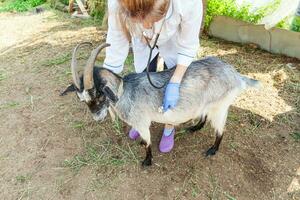 jonge dierenarts vrouw met stethoscoop houden en onderzoeken geit op ranch achtergrond. jonge geit met dierenartshanden voor check-up in natuurlijke eco-boerderij. dierenverzorging en ecologisch landbouwconcept. foto