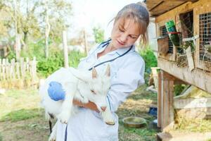 dierenarts vrouw met stethoscoop Holding en onderzoeken geit kind Aan boerderij achtergrond. jong geiten met dierenarts handen voor controleren omhoog in natuurlijk eco boerderij. dier zorg en ecologisch landbouw concept. foto