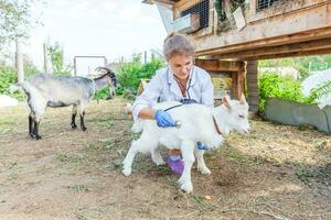 dierenarts vrouw met stethoscoop Holding en onderzoeken geit kind Aan boerderij achtergrond. jong geiten met dierenarts handen voor controleren omhoog in natuurlijk eco boerderij. dier zorg en ecologisch landbouw concept. foto