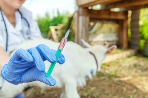 jonge dierenarts vrouw met spuit houden en injecteren van geit kind op ranch achtergrond. jonge geit met vaccinatie van dierenartshanden in natuurlijke eco-boerderij. dierenverzorging en ecologisch landbouwconcept foto