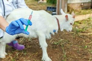 jonge dierenarts vrouw met spuit houden en injecteren van geit kind op ranch achtergrond. jonge geit met vaccinatie van dierenartshanden in natuurlijke eco-boerderij. dierenverzorging en ecologisch landbouwconcept foto