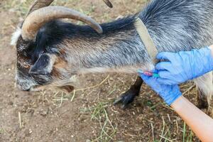 dierenarts vrouw met spuit houden en injecteren van geit op ranch achtergrond. jonge geit met dierenartshanden, vaccinatie in natuurlijke eco-boerderij. dierenverzorging, moderne veehouderij, ecologische landbouw. foto