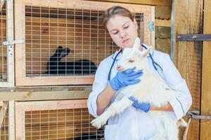 jong dierenarts vrouw met stethoscoop Holding en onderzoeken geit kind Aan boerderij achtergrond. jong geiten in dierenarts handen voor controleren omhoog in natuurlijk eco boerderij. modern dier vee, ecologisch landbouw. foto