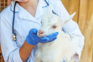 dierenarts vrouw met stethoscoop Holding en onderzoeken geit kind Aan boerderij achtergrond. jong geiten met dierenarts handen voor controleren omhoog in natuurlijk eco boerderij. dier zorg en ecologisch landbouw concept. foto