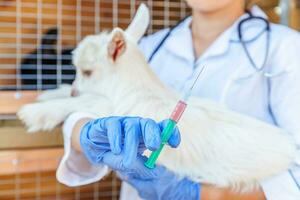 jonge dierenarts vrouw met spuit houden en injecteren van geit kind op ranch achtergrond. jonge geit met vaccinatie van dierenartshanden in natuurlijke eco-boerderij. dierenverzorging en ecologisch landbouwconcept foto