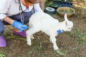 dierenarts vrouw met injectiespuit Holding en injecteren geit kind Aan boerderij achtergrond. jong geiten met dierenarts handen, vaccinatie in natuurlijk eco boerderij. dier zorg, modern vee, ecologisch landbouw. foto