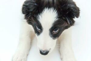 grappige studio portret van schattige smilling puppy hondje border collie op witte achtergrond foto