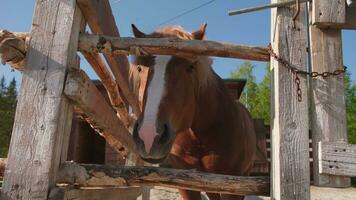 renbaan concept. modern dier vee. bruin paard hengsten in kraam ontspannende in opleiding kraal, boerderij platteland achtergrond. paard in paddock corral buitenshuis. paard in natuurlijk eco boerderij. foto