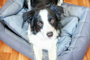 blijf thuis. grappig portret van smilling puppy hondje border collie liggend in hondenbed binnenshuis. nieuw lief familielid hondje thuis starend en wachtend. dierenverzorging en quarantaineconcept voor dieren. foto