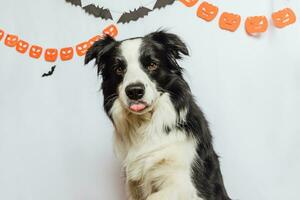 trick or treat-concept. grappige puppy hondje border collie op witte achtergrond met halloween slinger decoraties. voorbereiding voor halloween-feest. foto