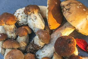 herfst herfst samenstelling. rauwe eetbare paddestoelen penny bun op donkere zwarte stenen leisteen achtergrond. eekhoorntjesbrood over grijze tafel. koken heerlijke biologische paddestoel gastronomische gerechten. platliggend, bovenaanzicht foto