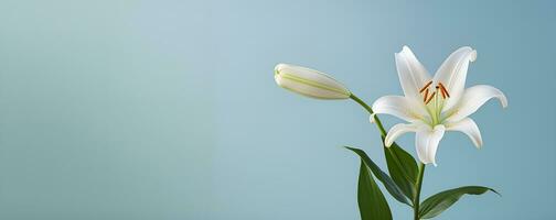 mooi lelie bloem blanco ruimte, ai generatief foto