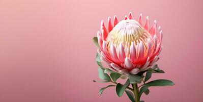 mooi protea bloem macro blanco ruimte, ai generatief foto