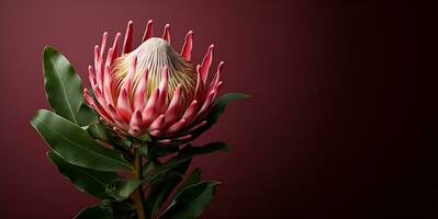 mooi protea bloem macro blanco ruimte, ai generatief foto