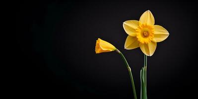 mooi gele narcis bloem macro blanco ruimte, ai generatief foto