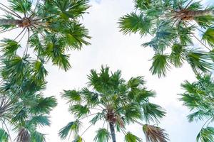 palmboom op hemelachtergrond - verhoog de kleurverwerkingsstijl foto
