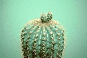 cactus beeld hd foto