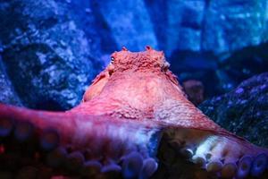 octopus van dichtbij en persoonlijk foto