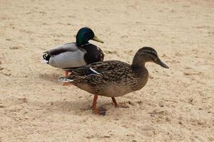 wilde eenden op het strand foto