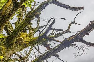 dode boom vol met mospaddestoelen nationaal park plitvicemeren. foto