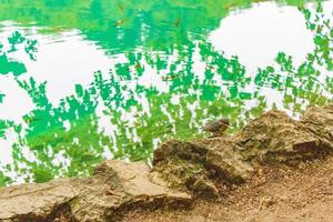 plitvice meren nationaal park kroatië vogel en helder turkoois water. foto