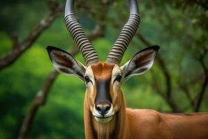 nationaal dier van Burundi foto