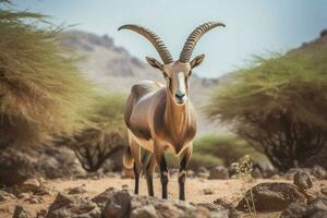 nationaal dier van Djibouti foto