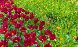 kleurrijke tulpen narcissen in keukenhof park lisse holland nederland. foto