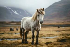 nationaal dier van IJsland foto